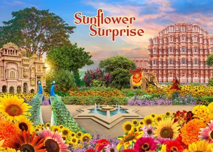 Sunflower Surprise