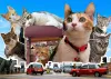Sheung Wan’s Furry Guardians: 8 Shops with Cats You’ll Want to Visit