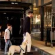 Seda Hotels - PAWFECTLY COMFORTABLE STAYS