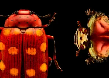 Insects: Microsculptures Magnified