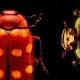 Insects: Microsculptures Magnified