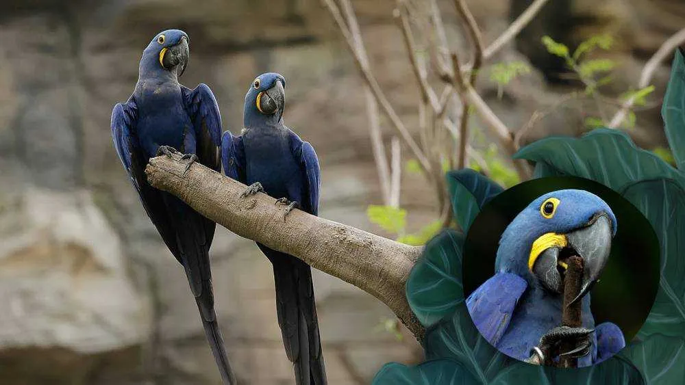2. Meet The Flock at Bird Paradise Mandai Wildlife