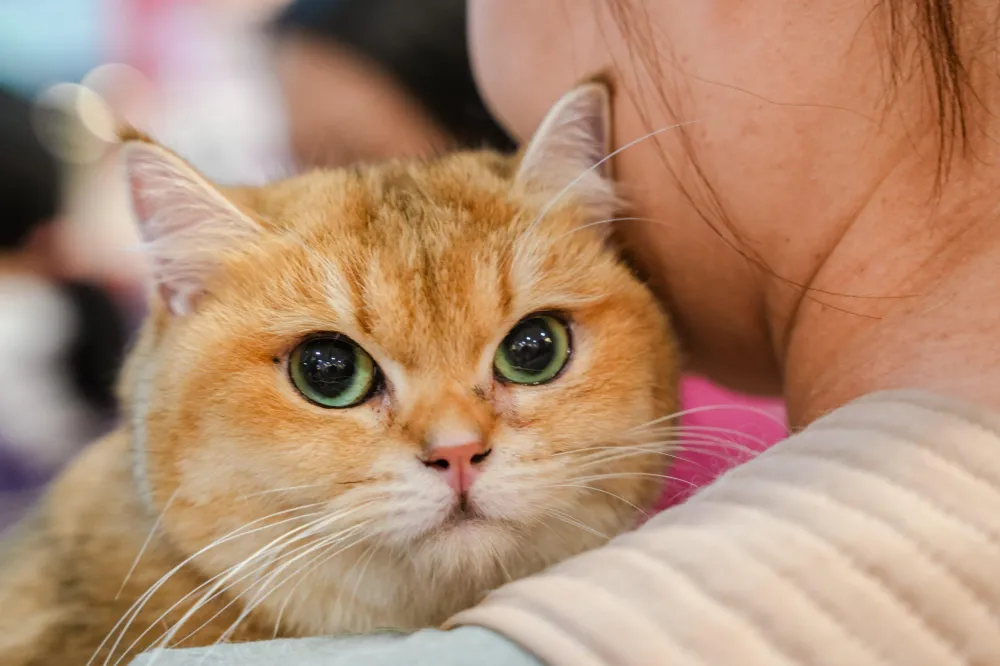 5. Asia Cat Expo 2024
