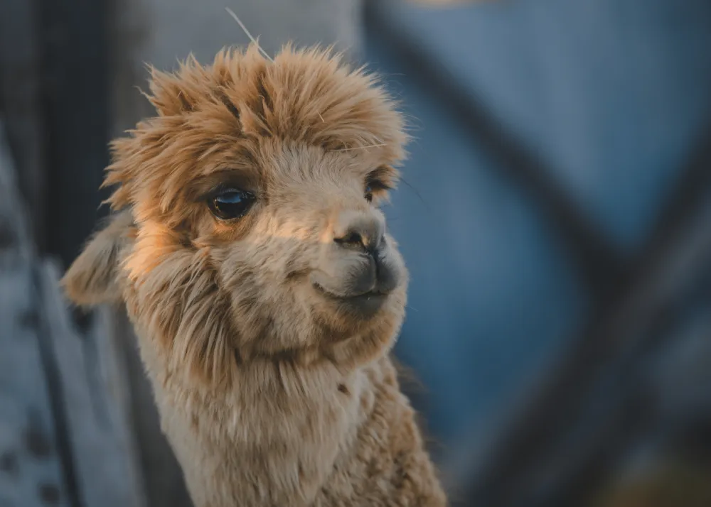 alpaca