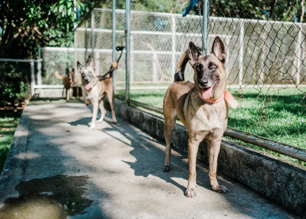 Retired Dogs