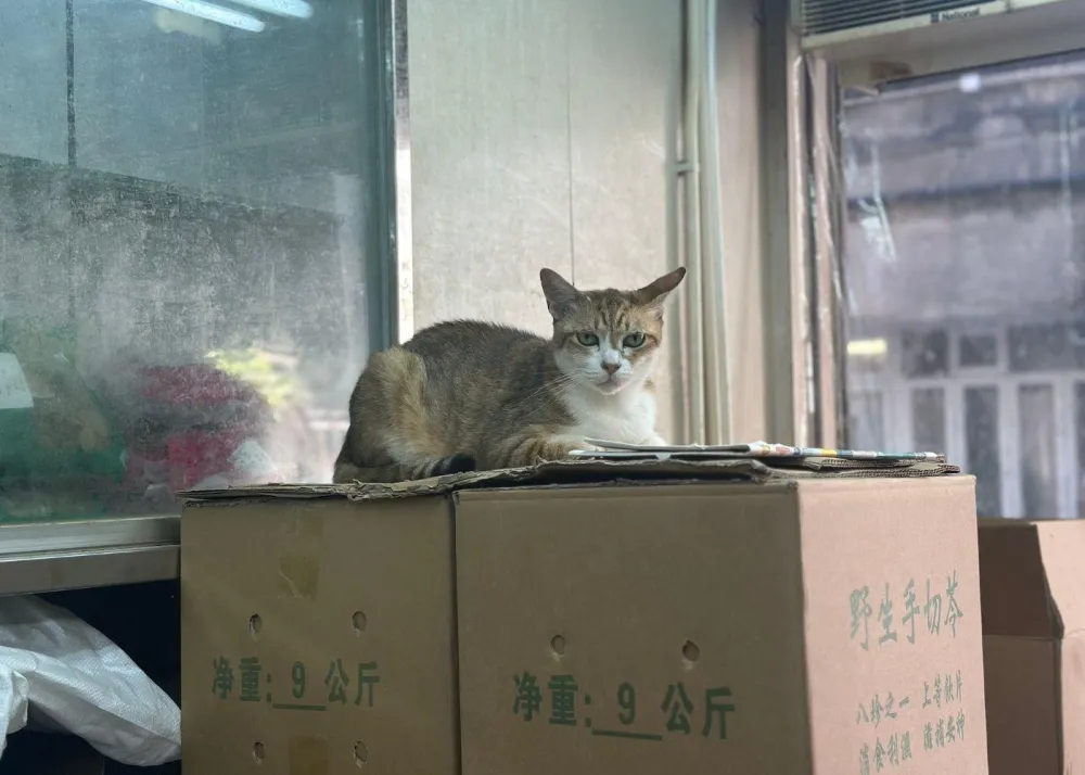 Hing Wah Company's shop cat