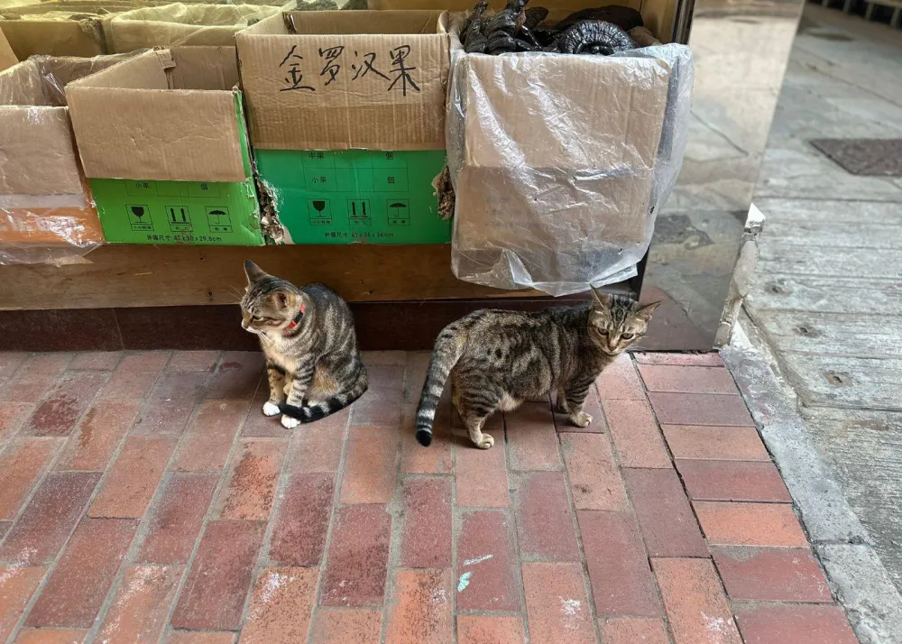 Hang Lung Trading Co.'s shop cats