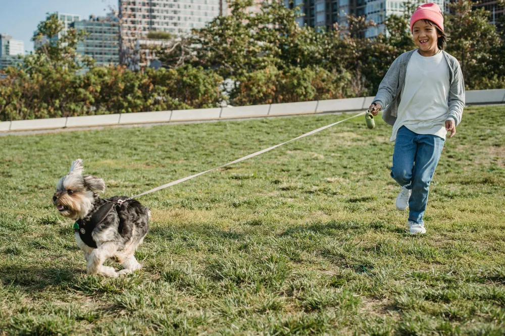 Dog Running