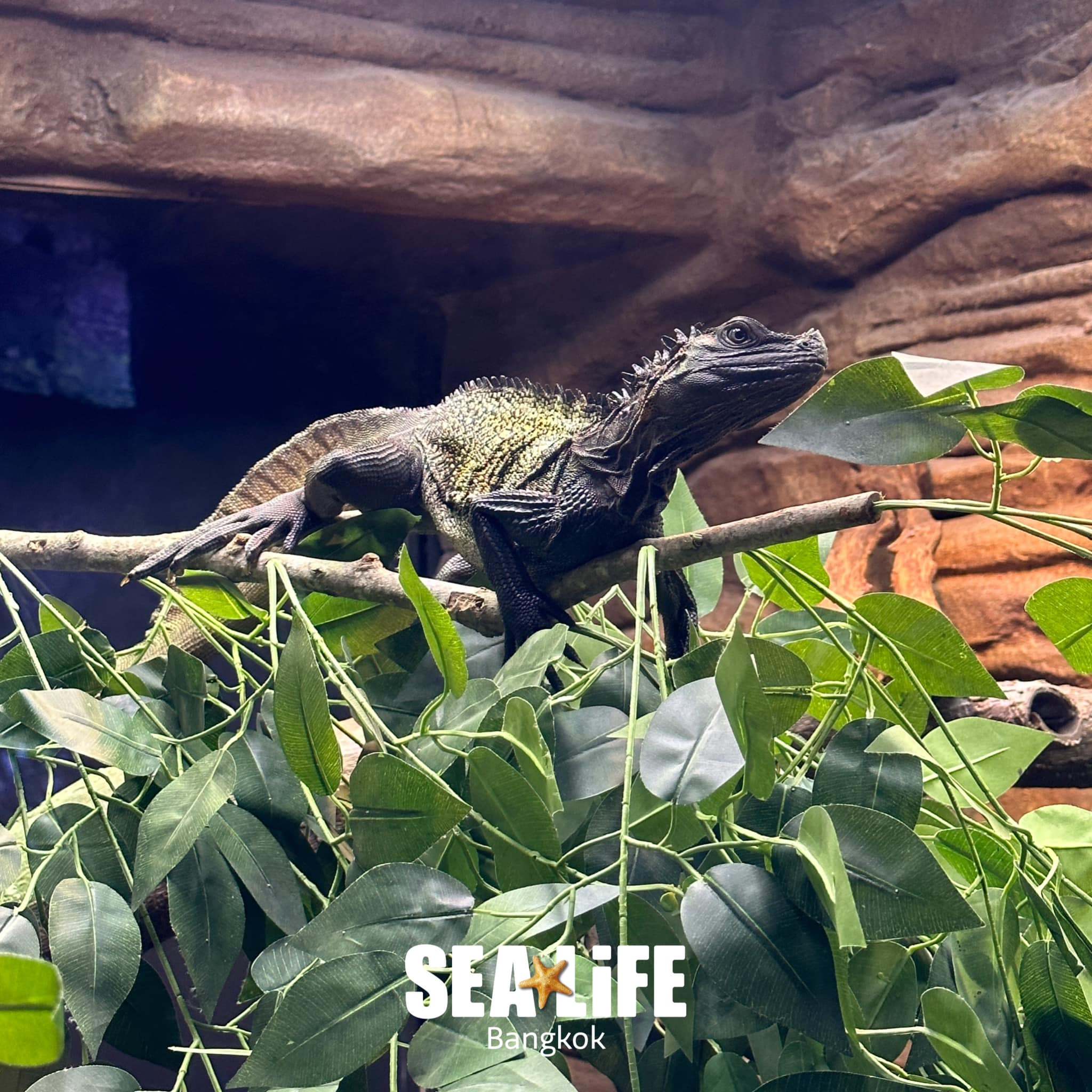 SEA LIFE_Sailfin Dragon