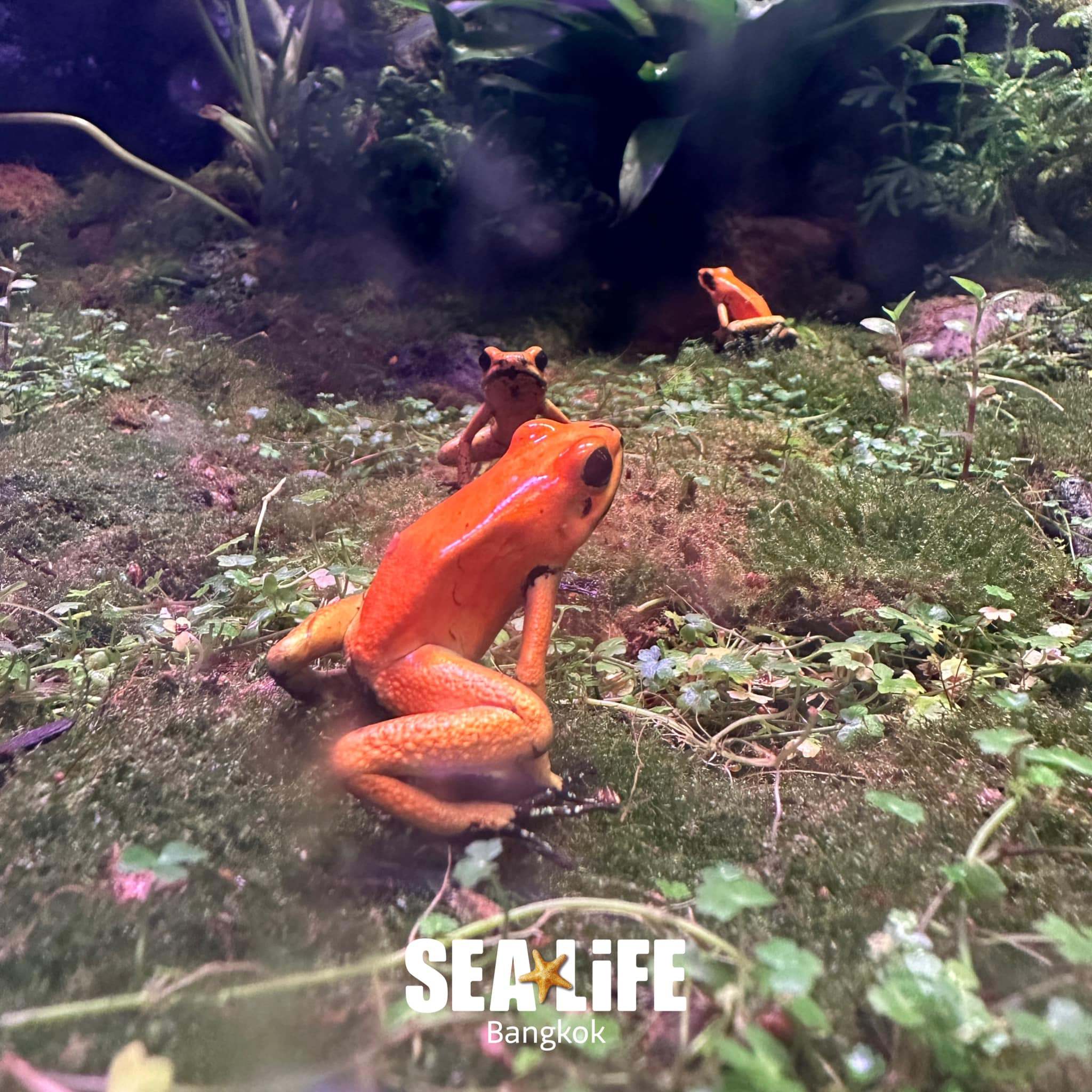 SEA LIFE_Poison Dart Frog