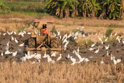 Chiang Dao Rice Paddies