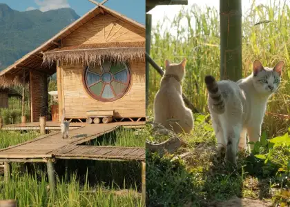 Yidan's Farm and cats