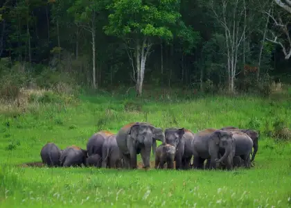 Pitchayawat Wikimedia Commons Khao Yai 2