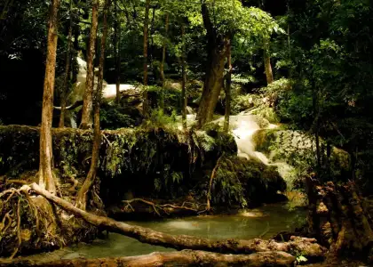 Save Bang Khanun Forest Different Groups Call For Help to Preserve Nature