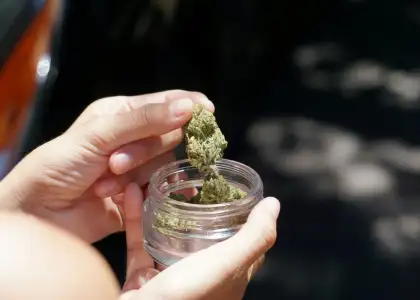 Explainer Thailand Draft Bill Recreational Cannabis