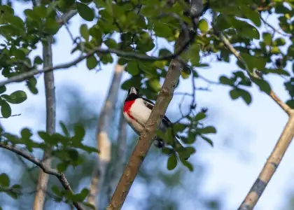 Rose Breasted Grosbeak