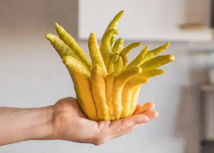 Instagram Joshua Weissman