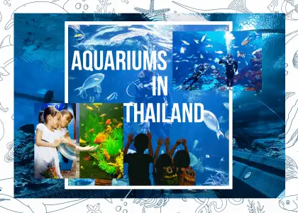 The Best Aquariums to Visit in Thailand if You Love Marine Life