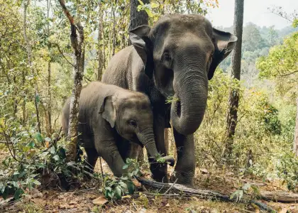 Meet Free Roaming Elephants in These Ethical Sanctuaries in Thailand