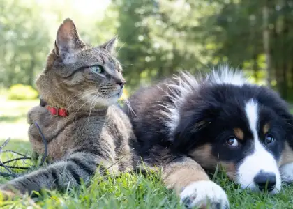 The Best Pet Friendly Spots in Bangkok
