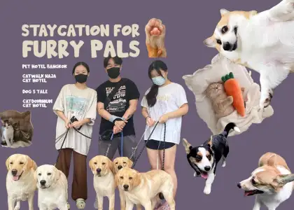 Pet Hotels in Bangkok 1