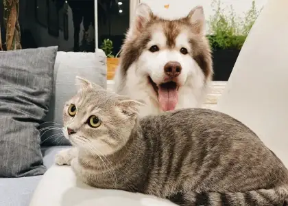 Pet Friendly Cafes in Bangkok
