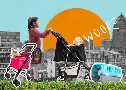 Pet Strollers and Bag Carriers for Pets in Bangkok