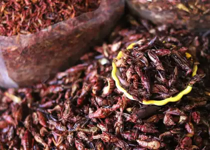 Healthy Insect Snacks in Bangkok For Your Crunchy Cravings
