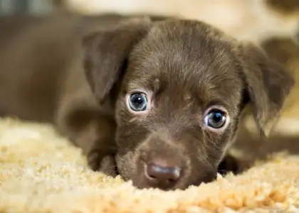 Sustainable Pet Ownership Loving Your Pets and Nature at the Same Time