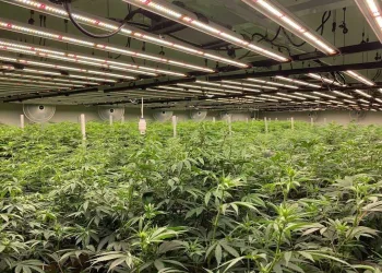 Snapinsta app 309659327 1126669478213191 5539647047633461255 n 1080