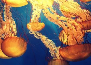 Jellyfishes