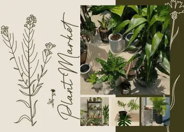 Can’t Visit Plant Markets? Have a Plant Delivered to Your Bangkok Home With These Stores