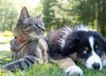 The Best Pet-Friendly Spots in Bangkok