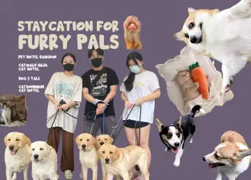 Book the Ultimate Staycation for Your Furry Pals at These Pet Hotels in Bangkok