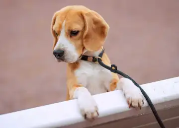 Rod Fai Park Set to be Filled with Beagles for BKK’s Biggest Beagle Meet-Up