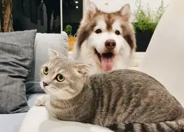 The Best Pet-Friendly Cafés in Bangkok