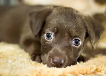 Sustainable Pet Ownership: Loving Your Pets and Nature at the Same Time