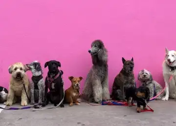 Over 100K Pups to Join Thailand’s Annual Dog Show – Here’s How to Register