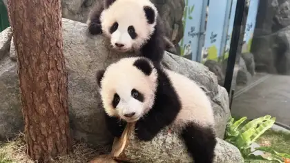 Ocean Park Family and Friends 2 Can Go 3 Can Go 4 Can Go Package