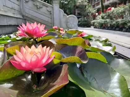 1 2025 Hong Kong Lotus Festival