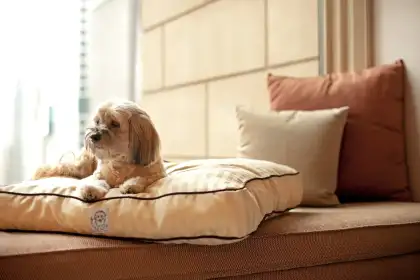 Centric Dogcation