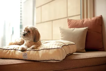 Centric Dogcation
