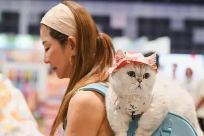 9 Asia Cat Expo 2025