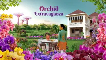 Orchid Extravaganza