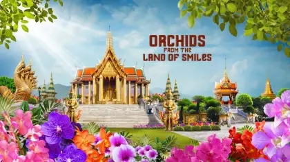 Orchid from the land of smiles