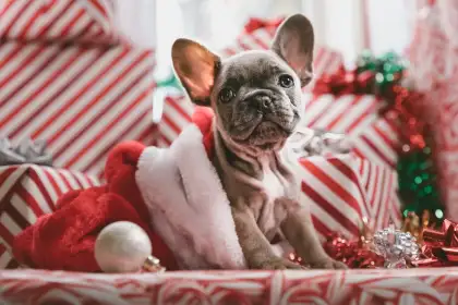 Deck the paws header