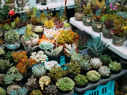 Plant camp header