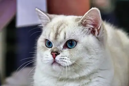 Meow con header