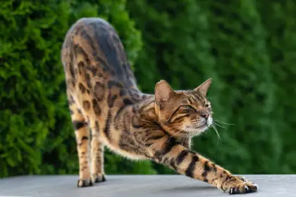 Meowmaste header