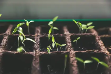 Urban gardening header